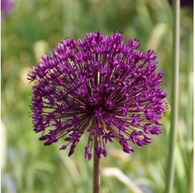 Allium 'Purple Sensation' - Hagyma