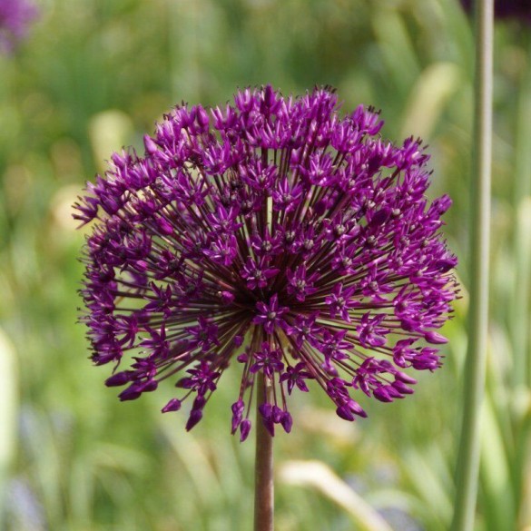 Allium 'Purple Sensation' - Hagyma