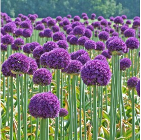 Allium 'Ambassador' - Hagyma
