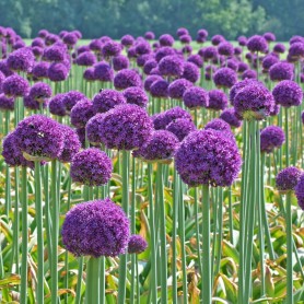 Allium 'Ambassador' - Hagyma