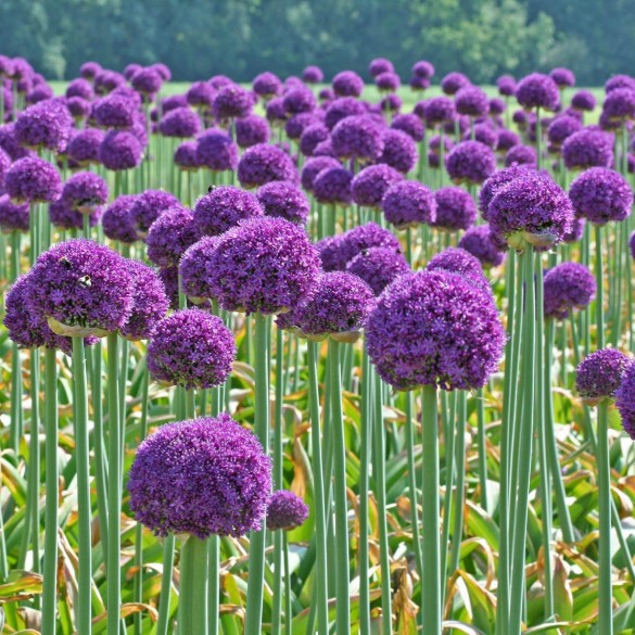 Allium 'Ambassador' - Hagyma