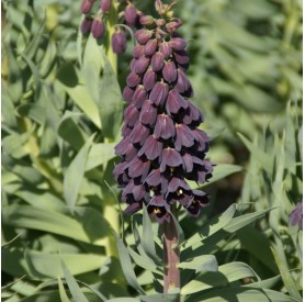 Fritillaria persica - Hagyma