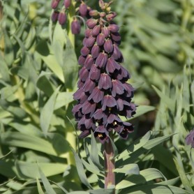 Fritillaria persica - Hagyma
