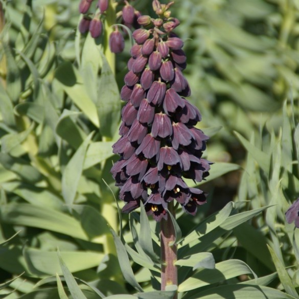 Fritillaria persica - Hagyma