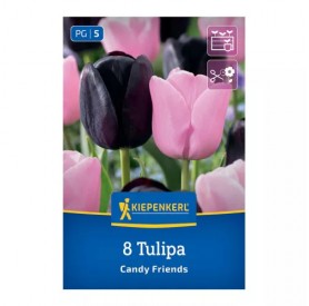 Tulipa 'Candy Friends' - Hagyma