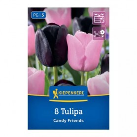 Tulipa 'Candy Friends' - Hagyma