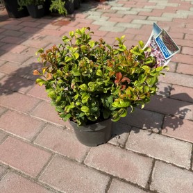 Leucothoe axillaris 'Curly Red' - Fürtöshanga