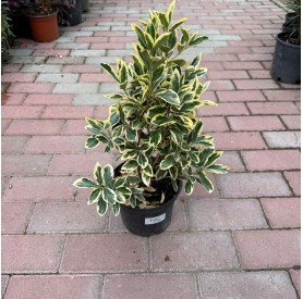 Euonymus japonicus 'Bravo' - Japán kecskerágó