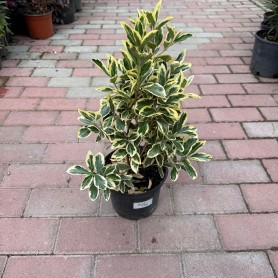 Euonymus japonicus 'Bravo' - Japán kecskerágó