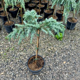 Cedrus deodara 'Feelin blue' - Kék himalájai cédrus
