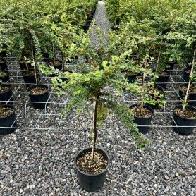 Cotoneaster horizontalis - Kerti madárbirs