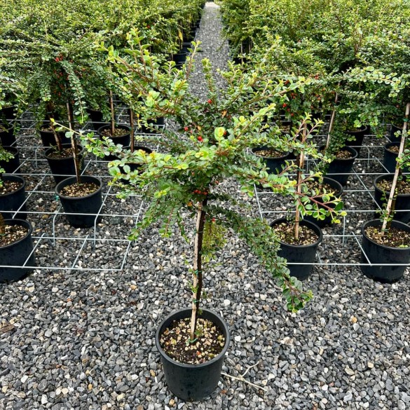 Cotoneaster horizontalis - Kerti madárbirs