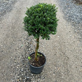 Ilex crenata 'Glory Gem' - Csipkéslevelű magyal