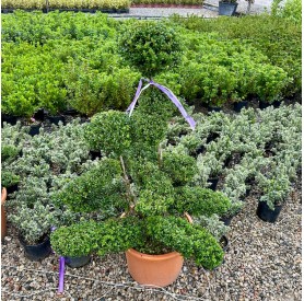 Ilex crenata 'Glory Gem' - Magyal bonsai