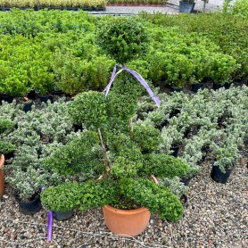 Ilex crenata 'Glory Gem' - Magyal bonsai