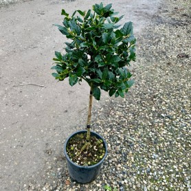 Ilex mutchagara 'Nellie R. Stevens' - Magyal