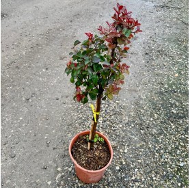 Lagerstroemia indica - Kínai selyemmirtusz