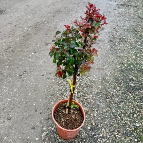 Lagerstroemia indica - Kínai selyemmirtusz