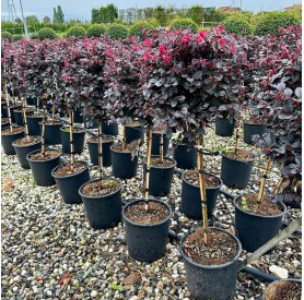 Loropetalum chinense 'Black Pearl' - Kínai rojtosvirág