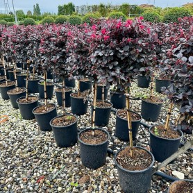 Loropetalum chinense 'Black Pearl' - Kínai rojtosvirág