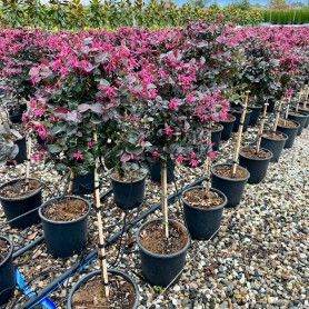 Loropetalum chinense 'Fede' - Kínai rojtosvirág