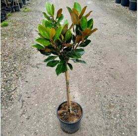 Magnolia grandiflora 'Little Gem' - Örökzöld Liliomfa