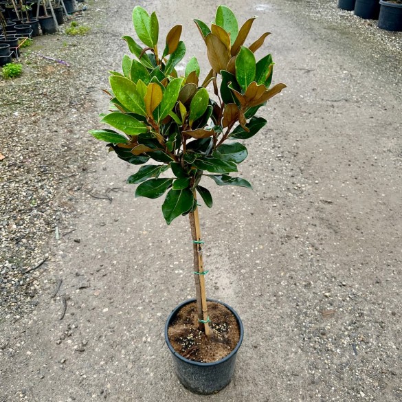 Magnolia grandiflora 'Little Gem' - Örökzöld Liliomfa