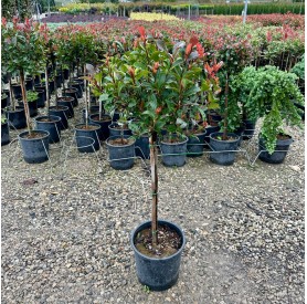 Photinia fraseri 'Red Robin' - Kerti korallberkenye