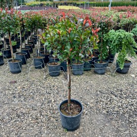 Photinia fraseri 'Red Robin' - Kerti korallberkenye