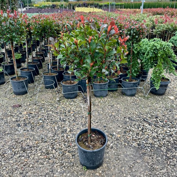 Photinia fraseri 'Red Robin' - Kerti korallberkenye