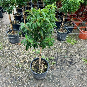Prunus lusitanica 'Brenelia' - Portugál babérmeggy