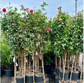 Rosa - Rózsa