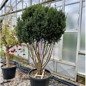 Taxus x media 'Hillii' - Oszlopos tiszafa