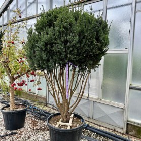 Taxus x media 'Hillii' - Oszlopos tiszafa