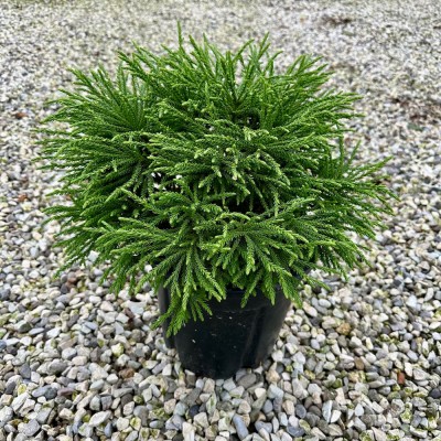 Cryptomeria japonica 'Little Champion' - Japán szugifenyő
