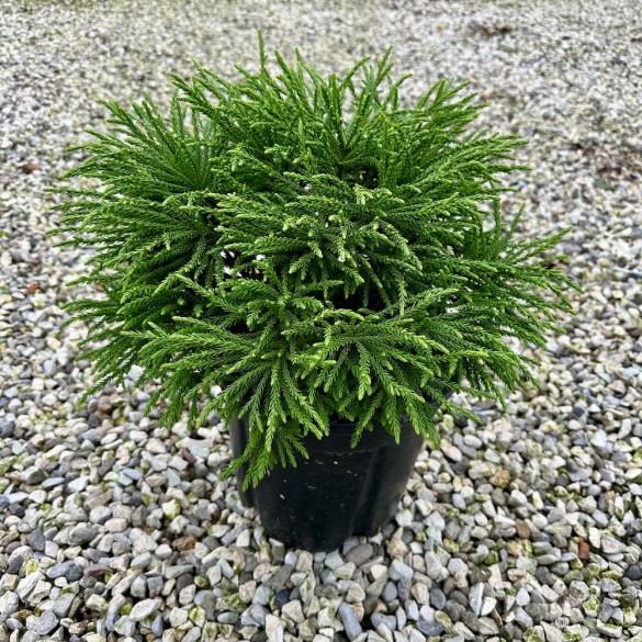 Cryptomeria japonica 'Little Champion' - Japán szugifenyő