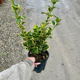 Euonymus japonicus 'Aurea' - Japán kecskerágó