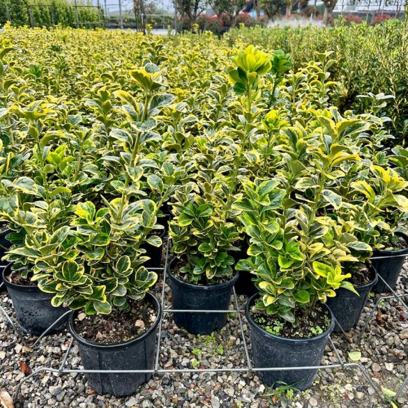 Euonymus japonicus 'Aurea' - Japán kecskerágó