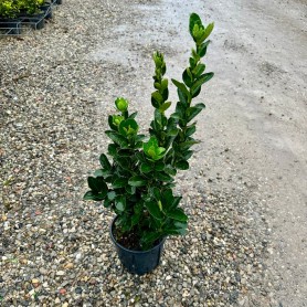 Euonymus japonicus 'Benkomasaki' - Kecskerágó