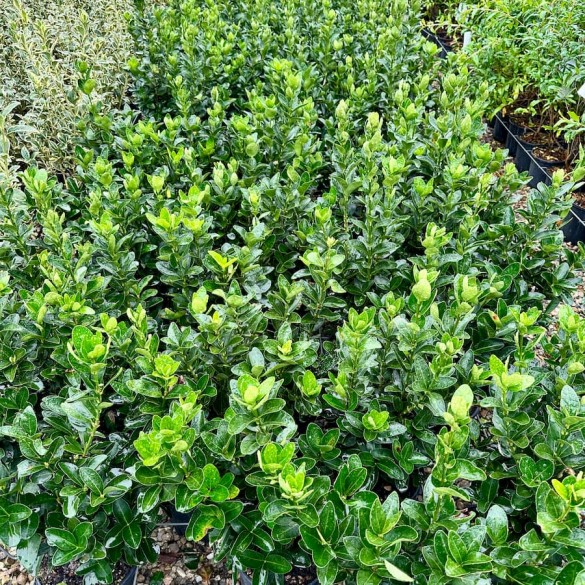 Euonymus japonicus 'Benkomasaki' - Kecskerágó