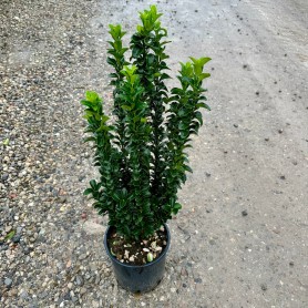 Euonymus japonicus 'Benkomasaki' - Kecskerágó