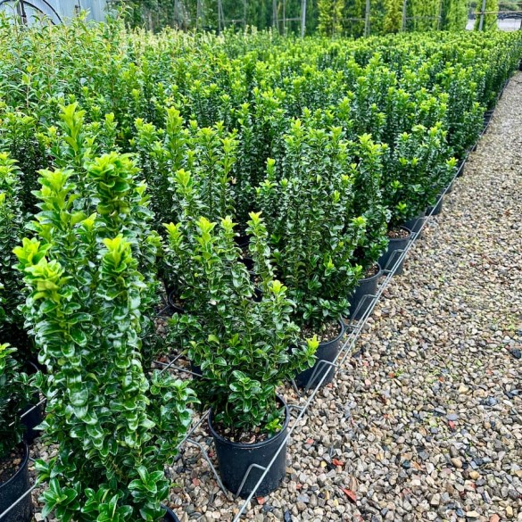 Euonymus japonicus 'Benkomasaki' - Kecskerágó