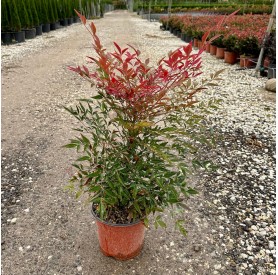 Nandina domestica 'Obsessed' - Japán szentfa