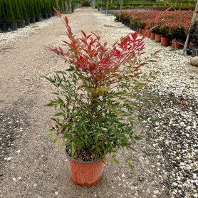 Nandina domestica 'Obsessed' - Japán szentfa