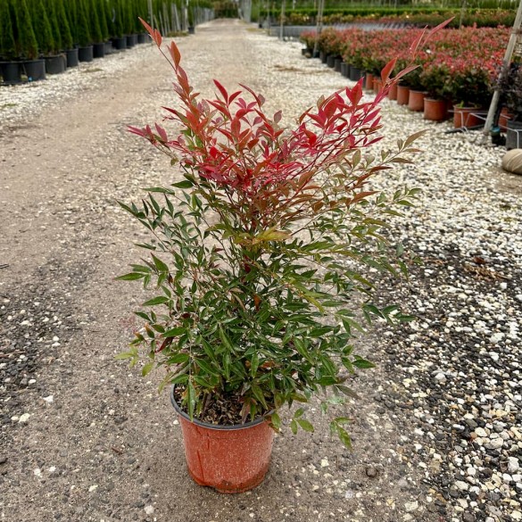 Nandina domestica 'Obsessed' - Japán szentfa
