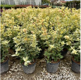 Osmanthus heterophyllus 'Tricolor' - Tarkalevelű illatvirág