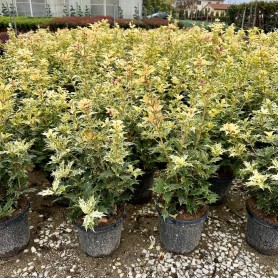 Osmanthus heterophyllus 'Tricolor' - Tarkalevelű illatvirág