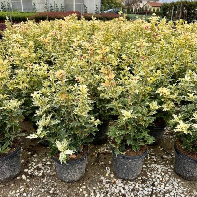 Osmanthus heterophyllus 'Tricolor' - Tarkalevelű illatvirág