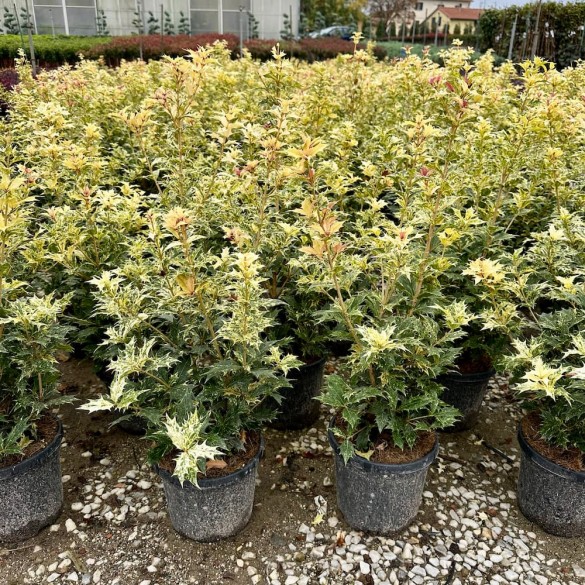 Osmanthus heterophyllus 'Tricolor' - Tarkalevelű illatvirág