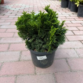 Chamaecyparis obtusa 'Nana Gracilis' - Hinoki álciprus